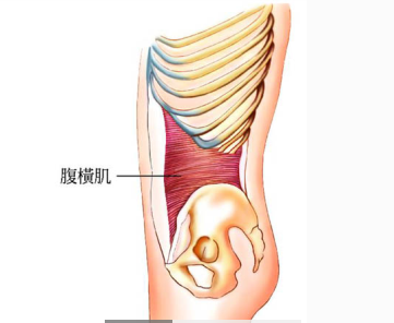 在腹横肌的外边,是腹部第二层肌肉:腹直肌和腹内斜肌.