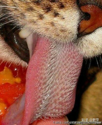 最强壮的男人可以徒手打死成年老虎吗?