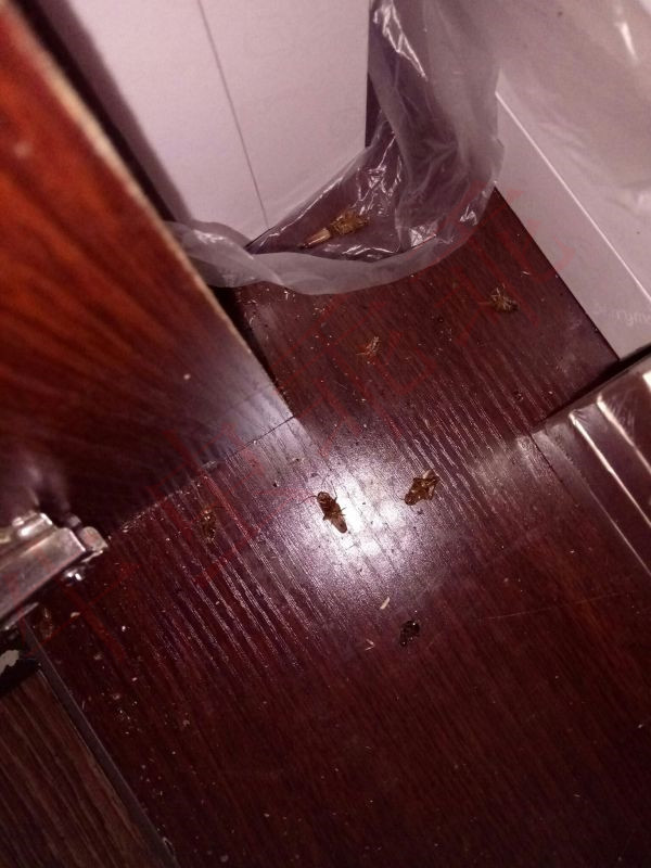 如何有效杀灭家中的蟑螂