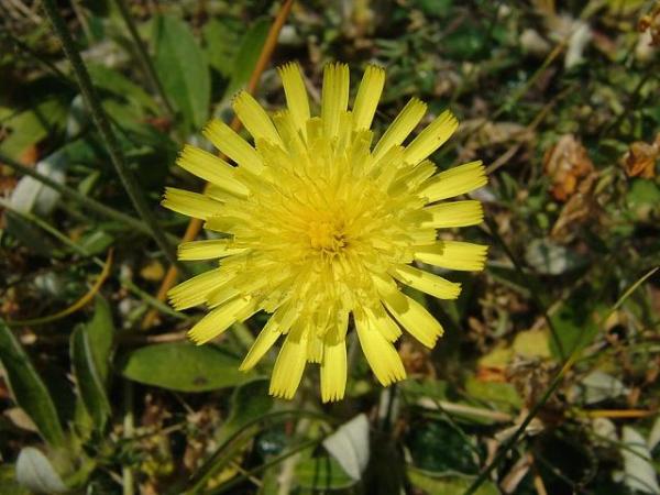有哪些罕见又美妙的植物