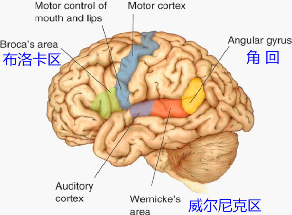          图1:大脑语言中枢 图片