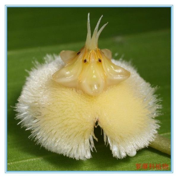 有哪些可爱却不常见的植物