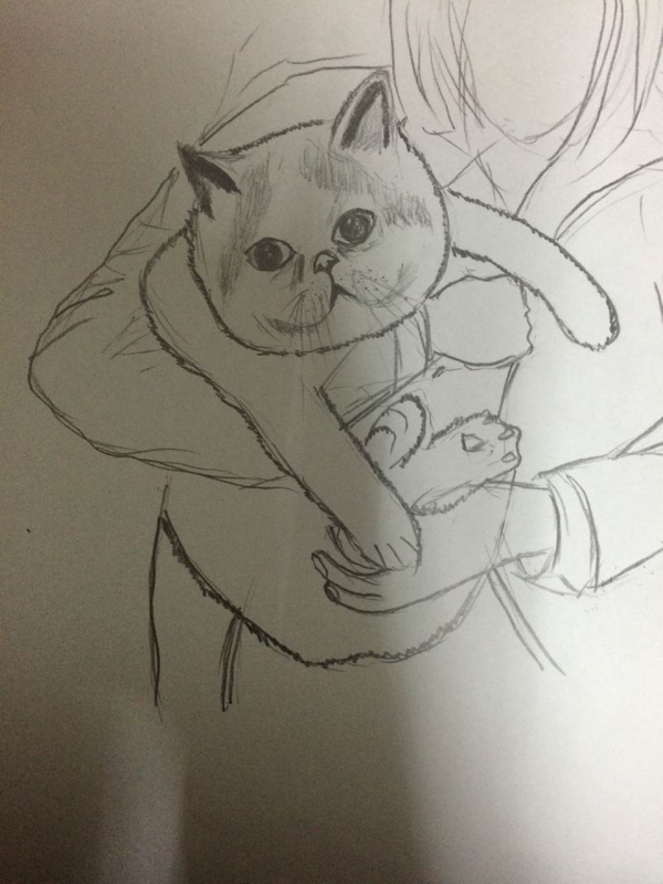 养一只加菲猫是一种怎样的体验