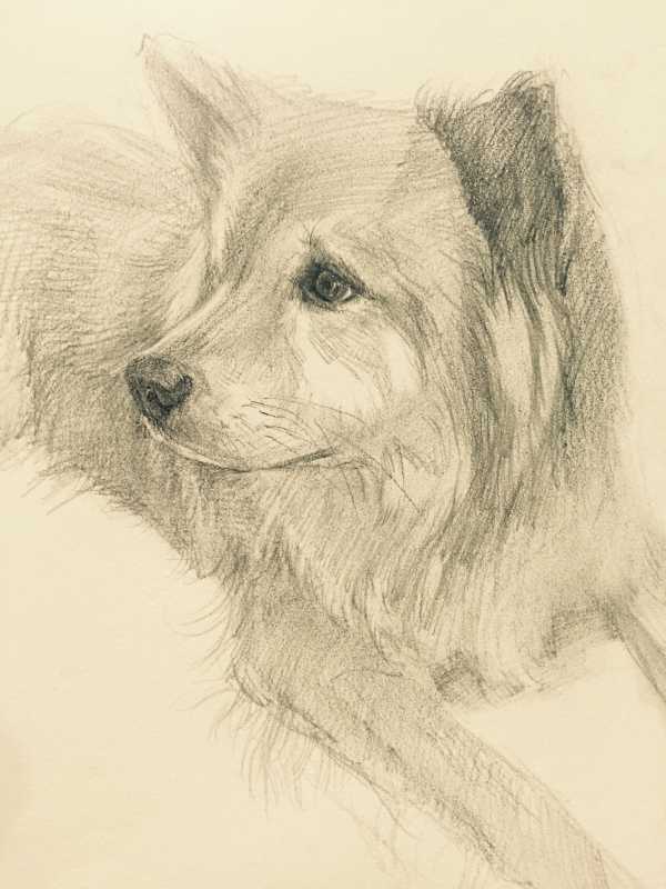 中华田园犬的颜值可以多高