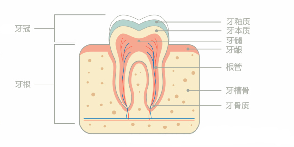 从外到里,牙齿大致可以分为 牙釉质,牙本质,牙髓.