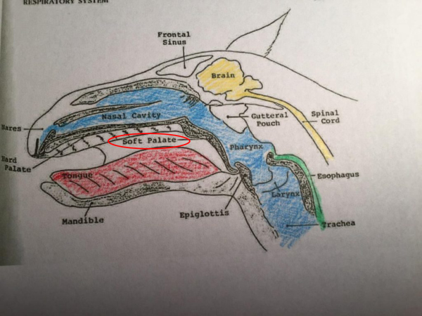 红圈标注的地方就是马的软腭 想必所有人都体会过感冒时,鼻子塞住用
