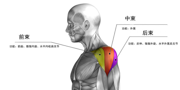 肩肌后面解剖图图片
