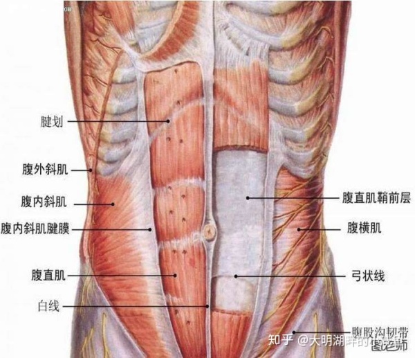 阑尾肌层图片