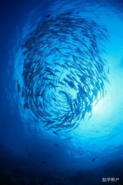 海里有很多鱼,但都很美.