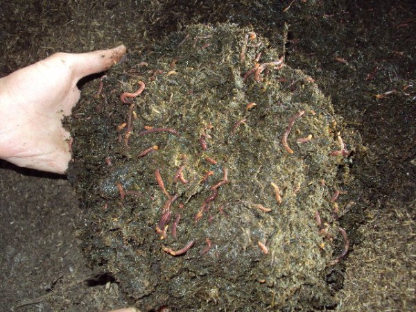 一坨牛粪,答主左手亲情出镜