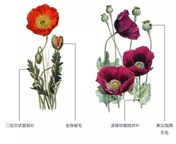 有哪些可爱却不常见的植物