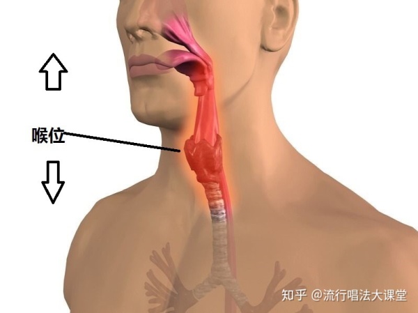 喉咙与声带的位置图片图片