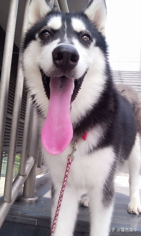 凶手刘振华的照片大多会有吐舌头的行为,那么从这种行为可以怎样分析