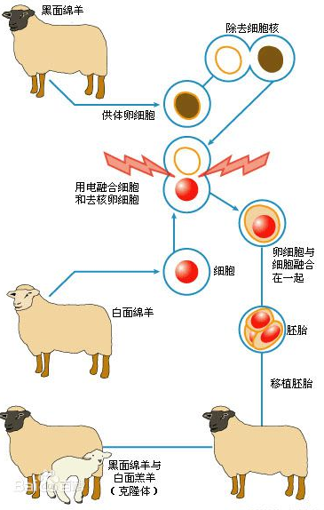 克隆人存在什么伦理问题?