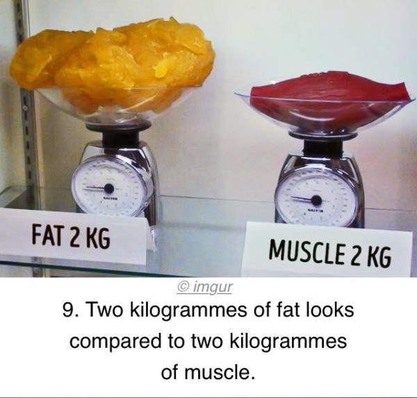 同样重量的脂肪会比肌肉体积大很多  ============