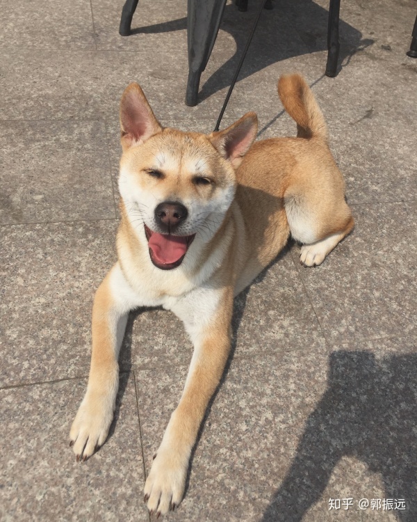 中华田园犬的颜值可以多高