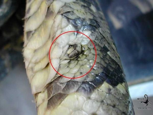 你知道的最冷的冷知识是什么?