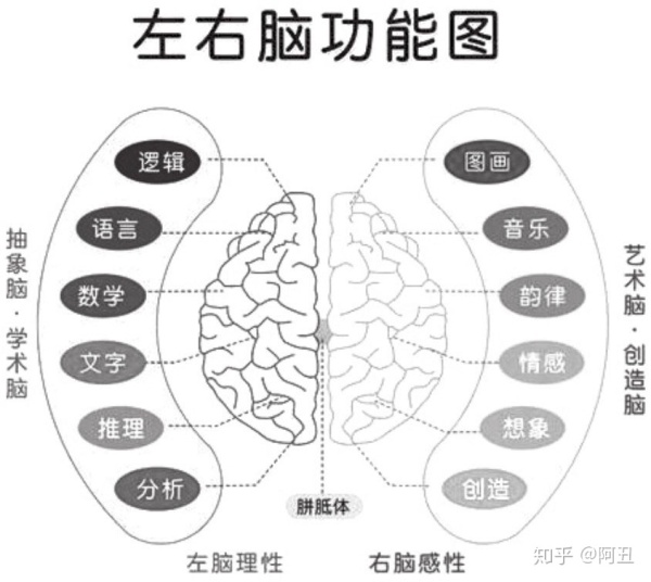 在提升记忆力之前,我们要先了解一下大脑的奥妙.
