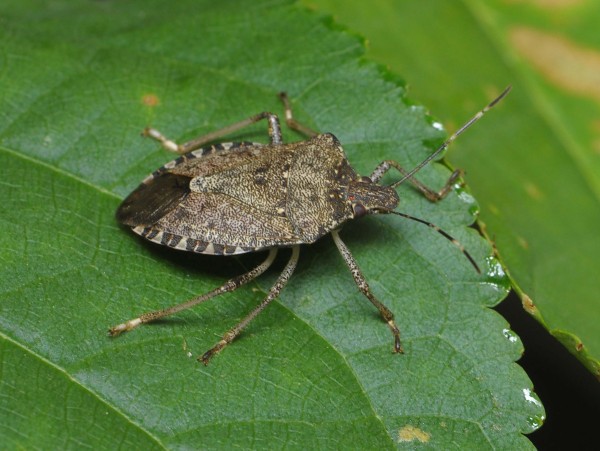 茶翅蝽 brown marmorated stink bugs 螨虫(mites)!