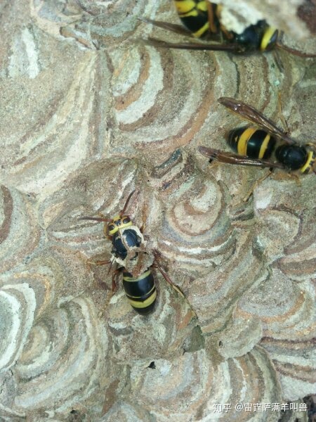 工蜂一直这么勤勤恳恳不会起兵造反吗